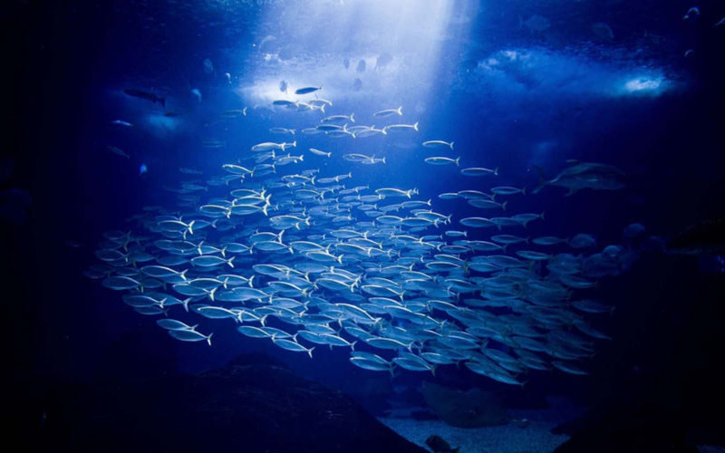 Lisbon Oceanarium ticket - Is the ticket worth its starting price?