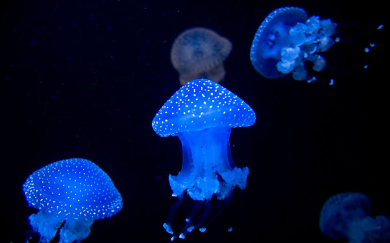 Lisbon Oceanarium ticket - Getting there, choosing a time, and planning your visit