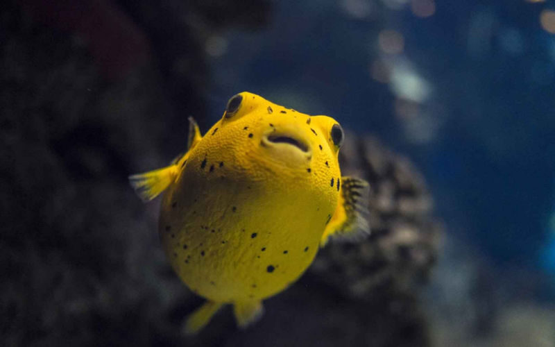 Lisbon Oceanarium ticket - Who will enjoy Lisbon’s Oceanarium most?