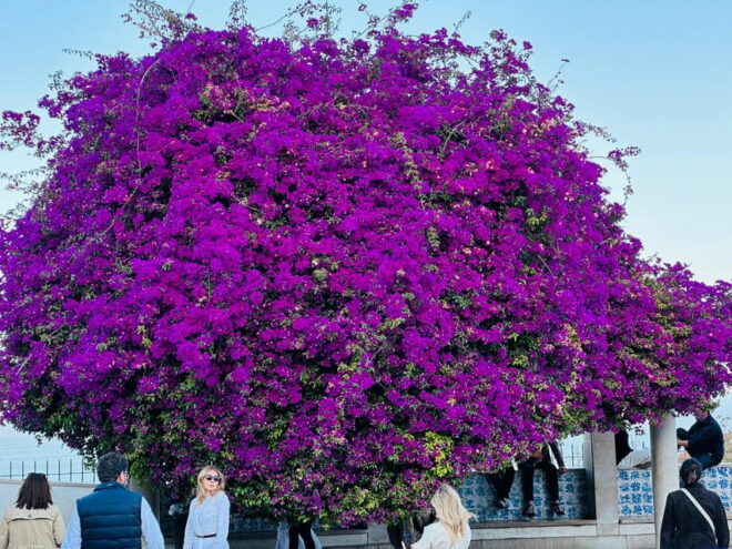 Lisbon: Old Town and Belem Tuk Tuk Tour 3hours - Participant Information