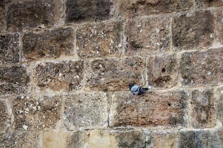 Lisbon: Old Town Private Walking Tour - Tour Details