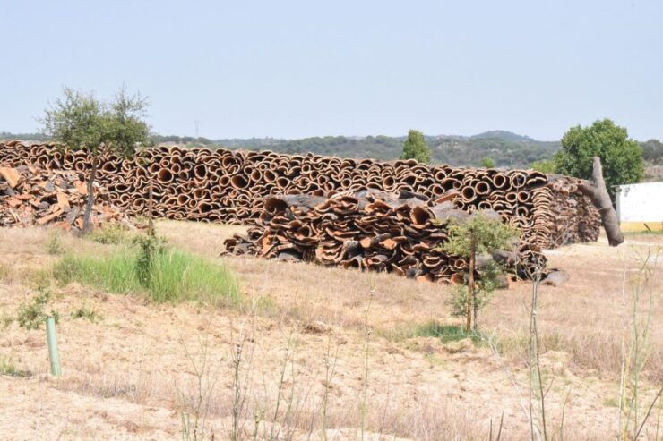 Lisbon: One Way Transfer To/From Évora - Comfortable Journey Details