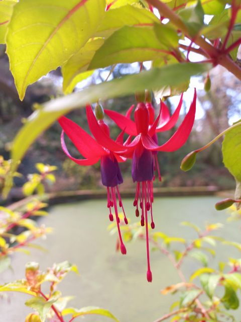 Lisbon: Pena Palace & Sintra Old Town - Private 5h Tour - Booking Details