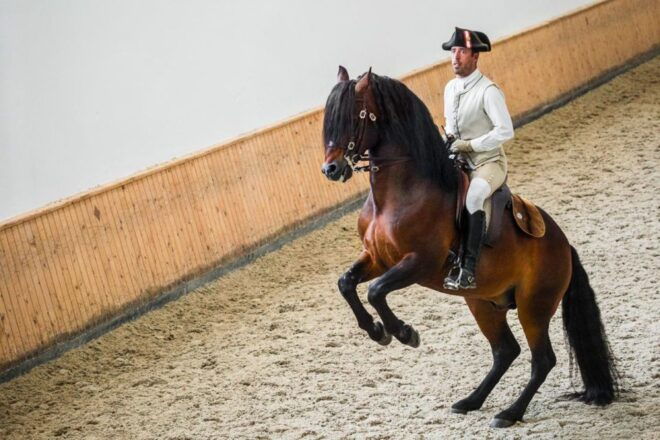 Lisbon: Portuguese Riding School Trainig With Lusitano Horse - Reviews and Ratings