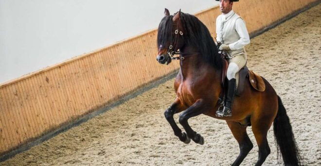 Lisbon: Portuguese Riding School Trainig With Lusitano Horse - Contact Information