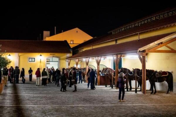 Lisbon: Portuguese Riding School Trainig With Lusitano Horse - The Sum Up