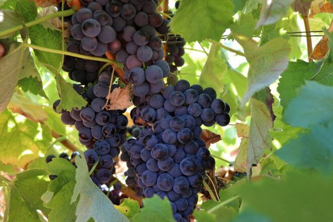 Lisbon Private Setúbal Region Wine Tasting Tour - Customer Reviews