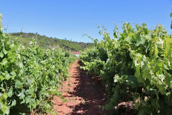 Lisbon Private Setúbal Region Wine Tasting Tour - Common Questions