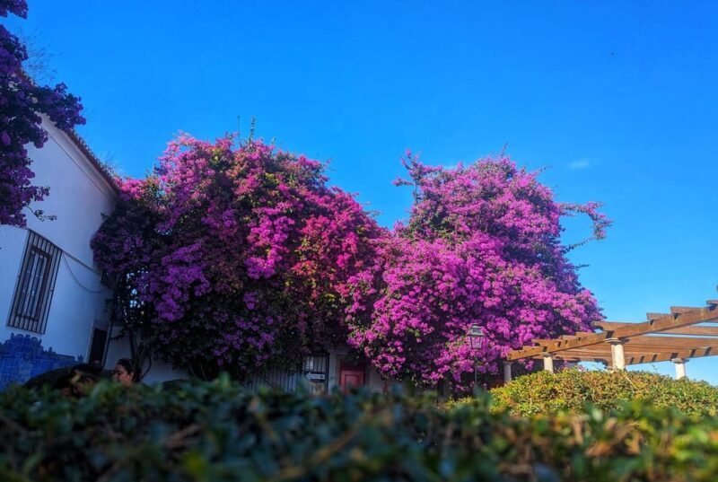 Lisbon: Private Tuk Tuk Tour with Polaroid Photos - Pricing and Value