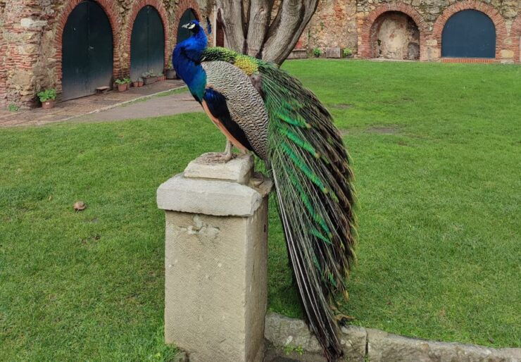 Lisbon: Saint Georges Castle Guided Tour With Entry Ticket - Activity Details and Language Options