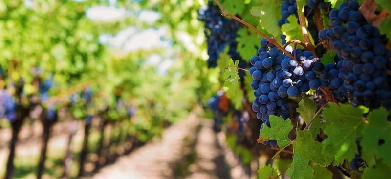 Lisbon: Setúbal, Arrábida and Azeitão Private Wine Tour - A Closer Look at the Itinerary and Experience