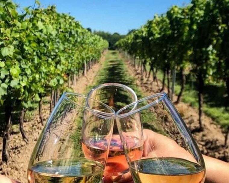 Lisbon: Setúbal, Arrábida and Azeitão Private Wine Tour - What You Can Expect from This Tour
