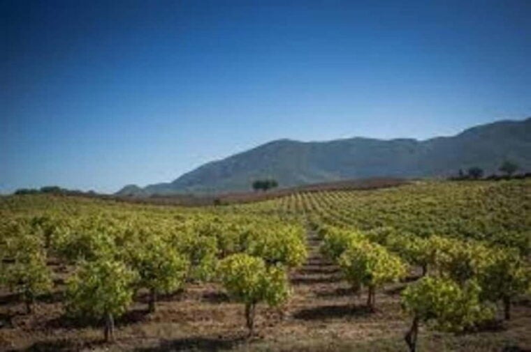 Lisbon: Setúbal, Arrábida and Azeitão Private Wine Tour - Price and Value