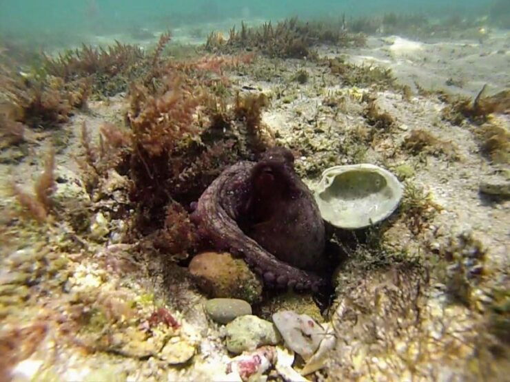 Lisbon: Snorkeling and Wine Tasting in Arrábida - Snorkeling in Crystal Clear Waters