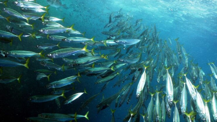 Lisbon: Snorkelling in Sesimbra/Arrábida Natural Park - Experience Highlights