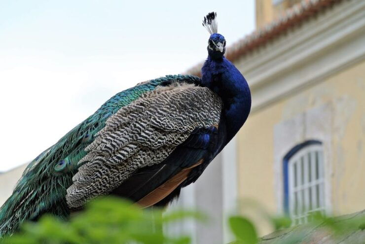 Lisbon: St George's Castle Skip-the-Line Tour - Tour Details