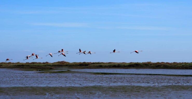 Lisbon: Tagus Estuary Nature Reserve Birdwatching Boat Tour - Live Tour Guide and Language Options