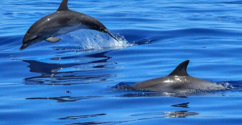 Lisbon: Tagus River Cruise to the Ocean & Dolphin Watching - Good To Know