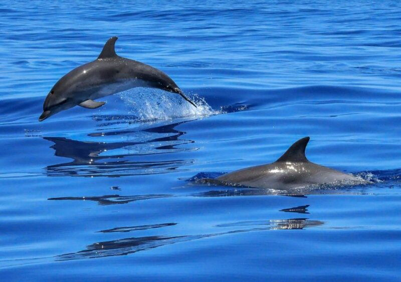 Lisbon: Tagus River Cruise to the Ocean & Dolphin Watching - Authentic Experiences from Reviewers
