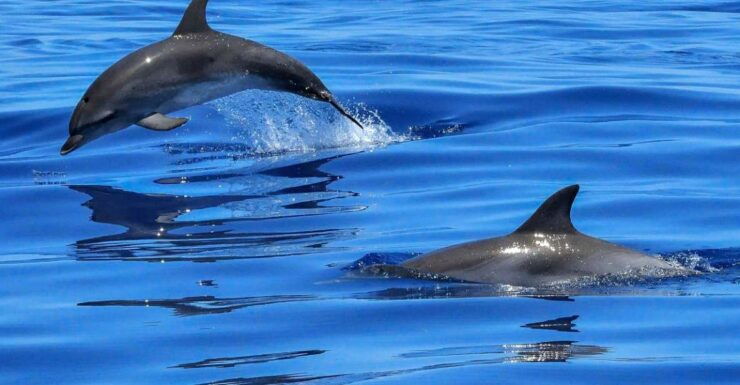 Lisbon: Tagus River Cruise to the Ocean & Dolphin Watching - Activity Details and Information