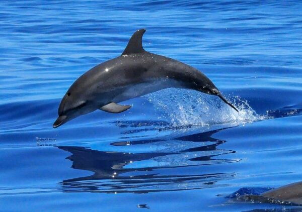 Lisbon: Tagus River Cruise to the Ocean & Dolphin Watching - Directions