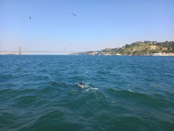 Lisbon: Tagus River Cruise to the Ocean & Dolphin Watching - Common Questions