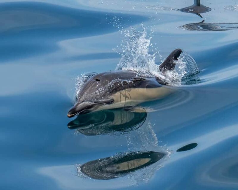 Lisbon: Tagus River Marine Wildlife Speedboating Adventure - Exploring the Experience: A Closer Look