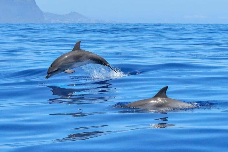 Lisbon: Tagus River Marine Wildlife Speedboating Adventure - Why This Tour Offers Good Value