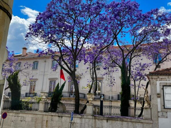 Lisbon: True and Fictional Stories of the Gordo - Frequently Asked Questions