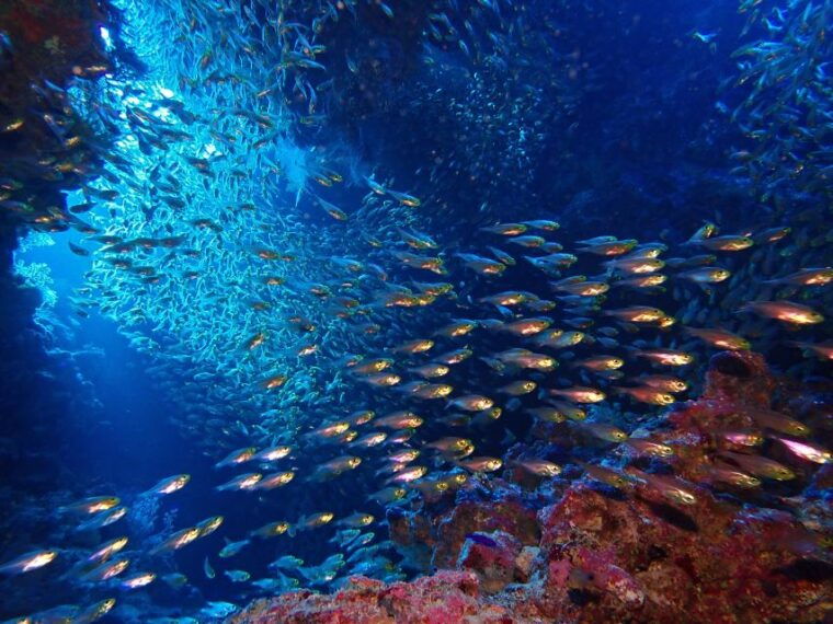 Lisbon: Try Dive in Arrábida Marine Reserve Setubal Sesimbra - Final Thoughts