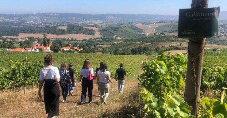 Lisbon Wines With Brunch in the Adega - Wine Tasting Experience Overview