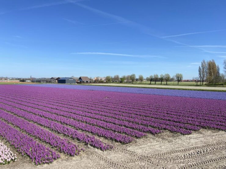 Lisse: Drive-it-Yourself Tulip Fields GPS Audio Tour - Experience Highlights