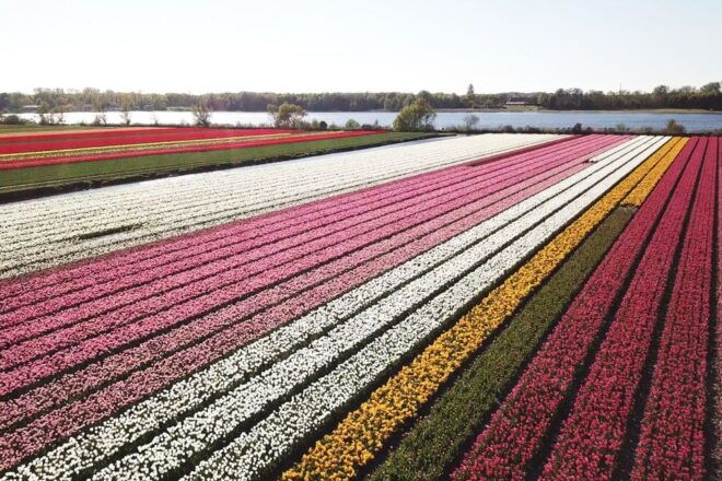 Lisse: Drive-it-Yourself Tulip Fields GPS Audio Tour - Visit a Flower-Bulb Farm