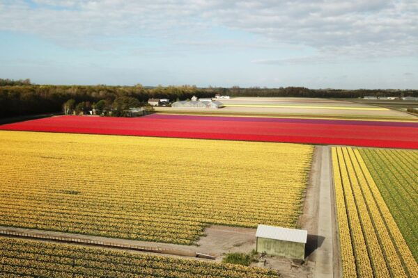 Lisse: Drive-it-Yourself Tulip Fields GPS Audio Tour - Common Questions