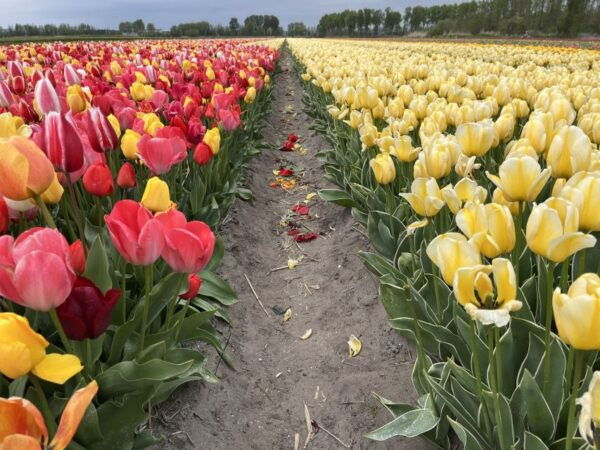 Lisse: Keukenhof and Tulperij Guided Flower Landrover Tour - Itinerary Details