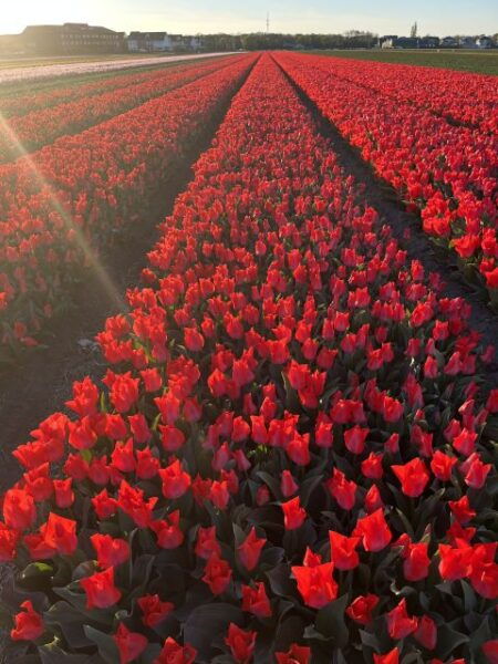 Lisse: Keukenhof and Tulperij Guided Flower Landrover Tour - Tulip Farm and Show Garden