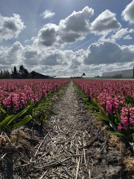 Lisse: Keukenhof and Tulperij Guided Flower Landrover Tour - Special Stops and Sightseeing