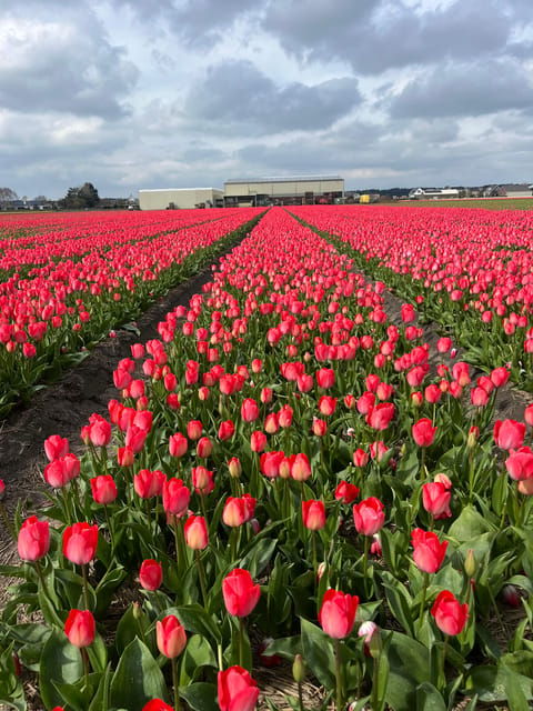 Lisse: Private Tulip Fields Tour With a Local Guide - Guided Tour Experience