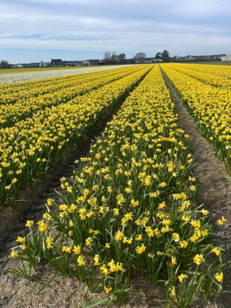 Lisse: Private Tulip Fields Tour With a Local Guide - Customer Feedback and Ratings