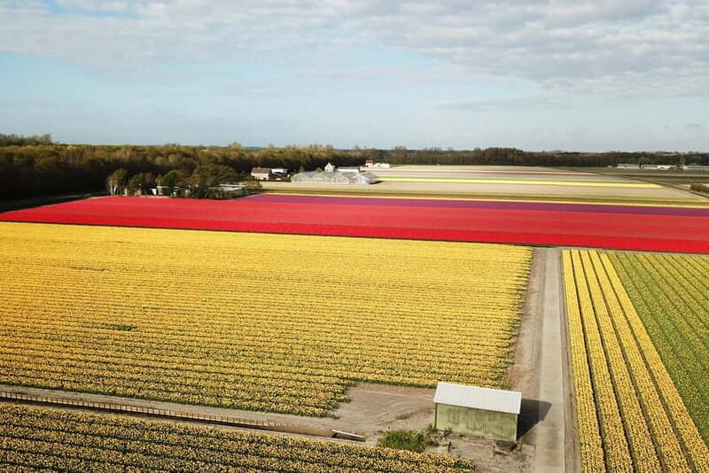 Lisse: Self-Guided Tulip Fields GPS Audio Tour - Is this experience worth it?