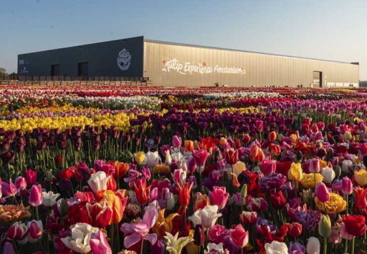 Lisse: Tulip Experience Ticket With Museum and Flower Pick - Ticket Details