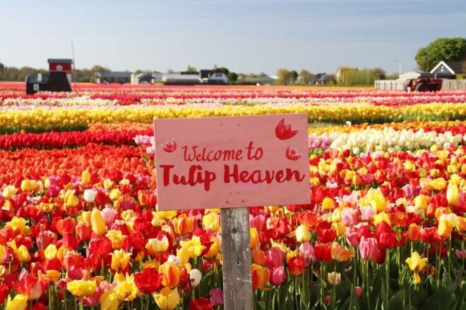 Lisse: Tulip Experience Ticket With Museum and Flower Pick - Show Garden