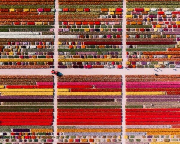 Lisse: Tulip Experience Ticket With Museum and Flower Pick - The Sum Up