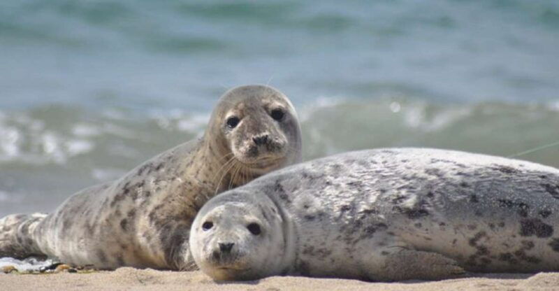 List/Sylt: Guided Seal-Watching Cruise on a Rustic Boat - A Closer Look at the Seal-Watching Experience
