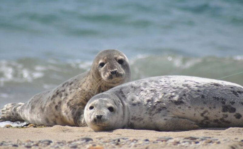 List/Sylt: Guided Seal-Watching Cruise on a Rustic Boat - Authentic Reviews and What They Reveal