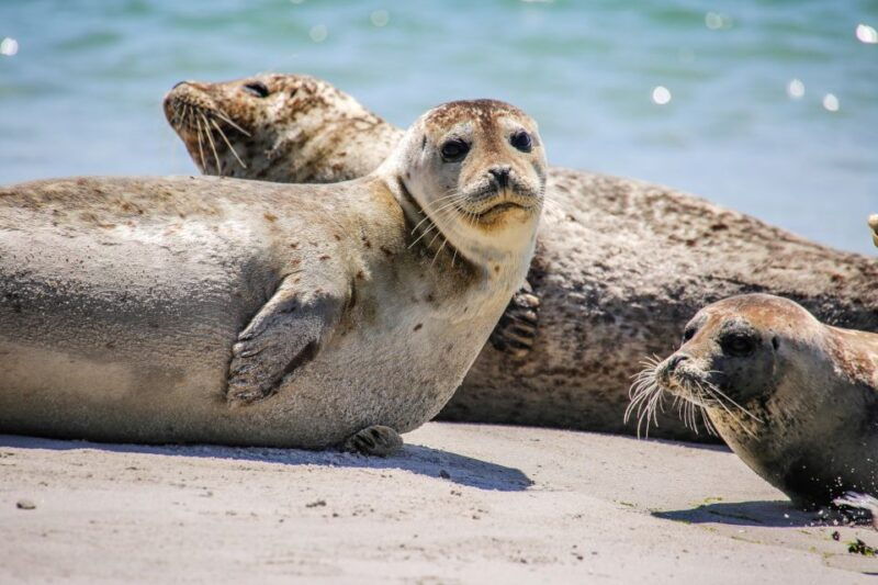 List/Sylt: Guided Seal-Watching Cruise on a Rustic Boat - Final Thoughts: Is It Worth It?