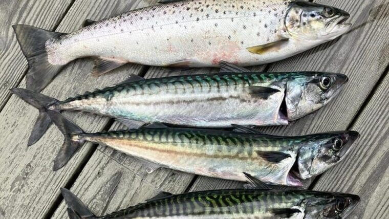 Lister: Inshore Fishing Tour with Local Guide - Who Is This Tour Best For?