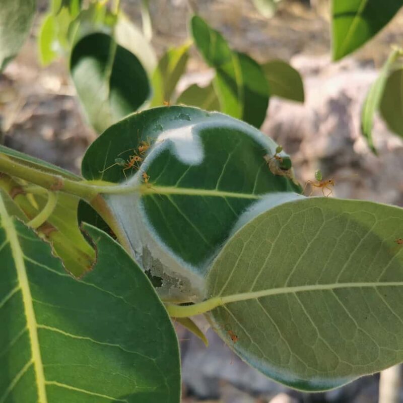 Litchfield & Berry Springs, Premium tour, 10 guests & lunch - How Does the Price Reflect the Value?