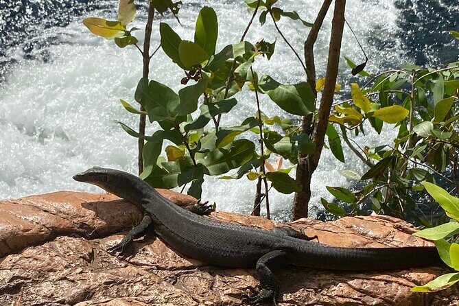 Litchfield & Berry Springs VIP Adventure Day Tours (group of 11) - FAQ: Your Practical Questions Answered