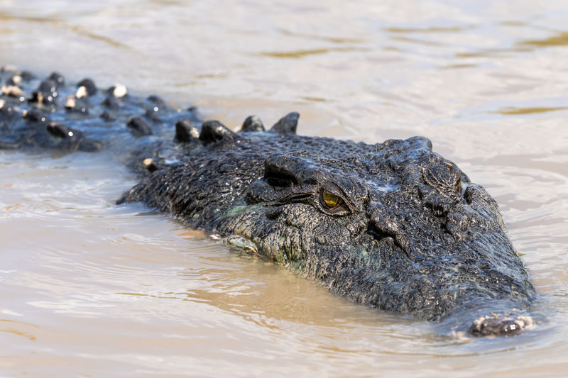 Litchfield National Park Day Tour from Darwin - Fogg Dam or the Adelaide River crocodile cruise